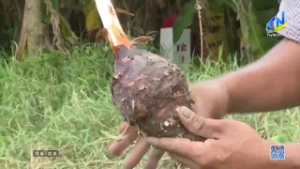 Xã Mỹ Lệ triển khai chuyển đổi 10 ha đất lúa kém hiệu quả