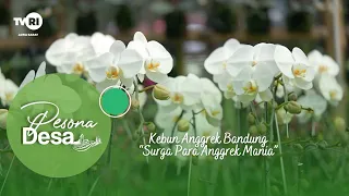 Pesona Desa "Kebun Anggrek Bandung Surganya Anggrek Mania"