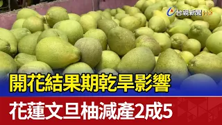 Drought During Flowering Season Leads to 25% Drop in Hualien Pomelo Yield