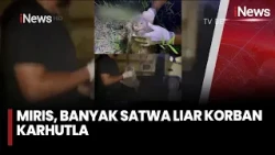MIRIS, Banyak Satwa Liar Mati Korban Karhutla | iNews Malam 17/10