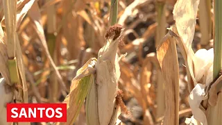 AGROMETEOROLOŠKO UPOZORENJE HIDROMETEOROLOŠKOG ZAVODA SRBIJE