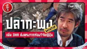 ปลากะพงพิเศษเพิ่ม DHA ส่งตรงจากห้องวิจัยญี่ปุ่น | ดูให้รู้ Dohiru