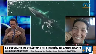Interview with Yacqueline Montecinos, Marine Biodiversity Coordinator for WWF Chile