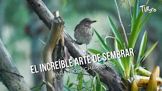 The Incredible Art of Planting to "Harvest" Birds - TvAgro by Juan Gonzalo Angel