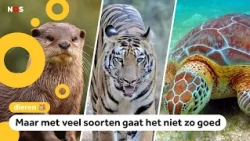 WWF: 'Some endangered animals are doing a bit better'
