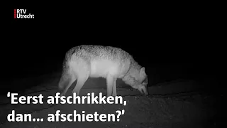Schapenherder ziet hoe wolf schaap grijpt | RTV Utrecht
