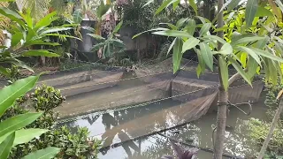 Demand Never Fades, Koi Farming Has Persisted Since the 90s