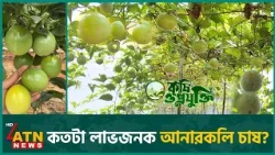 কতটা লাভজনক আনারকলি চাষ? | Anarkali Farming | Krishi o Projukti | Part 02 | 17 Oct 2026 | ATN News