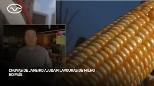 Chuvas de janeiro ajudam lavouras de milho no país