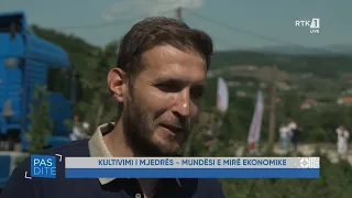 Pasdite - Kultivimi i mjedrës - mundësi e mirë ekonomike 12.08.2026