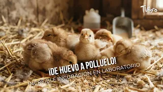 From Egg to Chick! Incredible Laboratory Incubation 🐣🔬 - TvAgro by Juan Gonzalo Angel