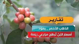 "Red Gold" Returns.. Coffee Prices Delight Raymah Farmers