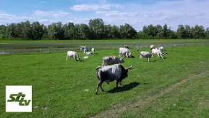 SBTV - DNEVNIK - UZGOJ IZVORNIH PASMINA PRIMJER ODRŽIVE POLJOPRIVREDE – TEMA DANA - 04.03.2026.