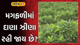 Groundnut Farming | મગફળીમાં દાણા ઝીણા રહી જાય છે દોડવા કાળા પડે છે આ બે તત્વોની ખામી હોઈ શકે છે