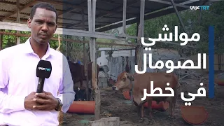 Somalia’s Livestock Facing Climate Change: What Are the Solutions?