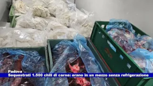 Padova. Sequestrati 1.500 chili di carne: erano in un mezzo senza refrigerazione 27.02.2026