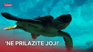 Kornjača unijela nemir među kupače: 'Ima jake čeljusti, može vam napraviti prijelom' | RTL Danas