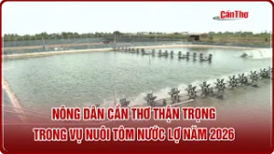 Nông dân Cần Thơ thận trọng trong vụ nuôi tôm nước lợ năm 2026 | CT-TDT