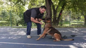 Entrenamiento Canino: ¿Cómo lograr que tu lomito se quede quieto?