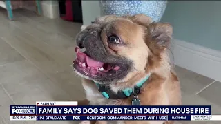 Hero pups save family from overnight house fire in Palm Bay