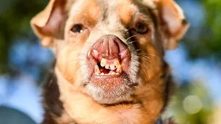 Le concours du chien le plus moche au monde sacre son vainqueur 2026