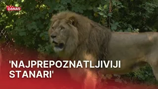 U zagrebački ZOO stigao lavlji par: Uganda i Tajri tek upoznaju novi dom | RTL Danas