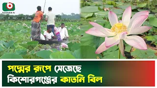পদ্মের রূপে সেজেছে কিশোরগঞ্জের কাতনি বিল | Kishoreganj | Katni Beel | Waterlily | Boishakhi Tv News