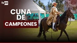 Why is Cieneguilla key for the best Peruvian Paso horses?