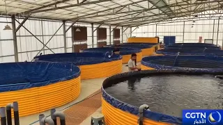 Agricultural Development... Desert Aquaculture Enters Harvest Season