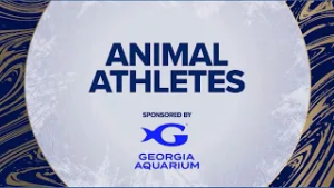 Animal athletes at the Georgia Aquarium
