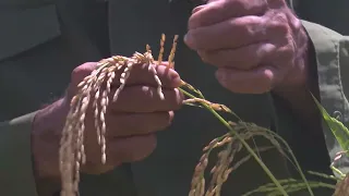 Guantanamo commits to increasing planting of various crops