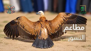 ديرتنا | أول دليل وطني لمحطات تغذية النسور🦅