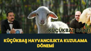 KÜÇÜKBAŞ HAYVANCILIKTA KUZULAMA DÖNEMİ I KÜÇÜKBAŞ SAATİ
