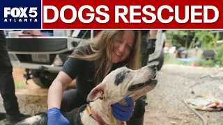 Atlanta Humane Society saves 18 dogs from hoarding | FOX 5 News