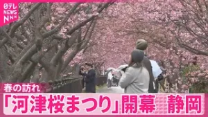 【静岡】「河津桜まつり」開幕　伊豆に一足早い春の訪れ