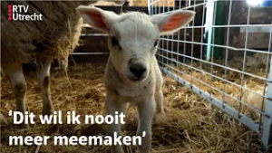 Meer lammetjes dan vorig jaar, maar angst voor blauwtong blijft | RTV Utrecht