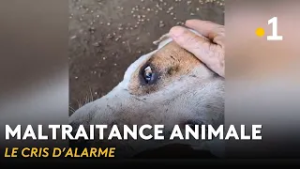 Maltraitance animale en #Polynésie : le cri d'alarme