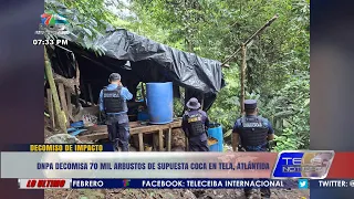 DNPA seizes 70,000 suspected coca leaf bushes in Tela, Atlántida