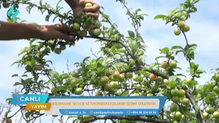 Biləsuvarda bağlarda bu il göycə alçası boldur
