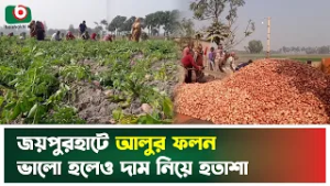 জয়পুরহাটে আলুর ফলন ভালো হলেও দাম নিয়ে হতাশা | Joypurhat | Potato Cultivation | Boishakhi Tv News