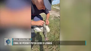 Fishing line could have killed a swan