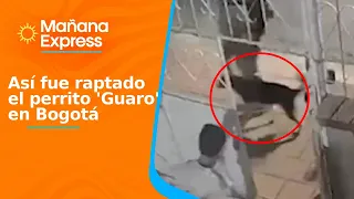 Security camera captured the moment an artist was robbed in Bogotá: this is how they took his pet