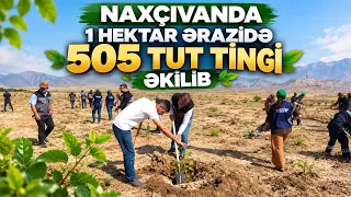 Naxçıvanda 1 hektar ərazidə 505 tut tingi əkilib