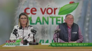 Indepartarea plosnitelor din solar Cristina Ghibu si Horia Ghibu