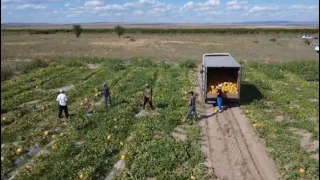 Абай облысында егін жинау науқаны басталды