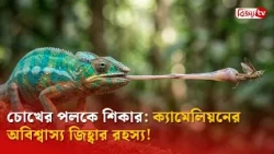 চোখের পলকে শিকার: ক্যামেলিয়নের অবিশ্বাস্য জিহ্বার রহস্য! Bijoy TV