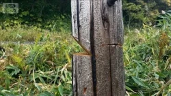 Man arrested for allegedly cutting down trees beside railway tracks with a chainsaw; train enthus...