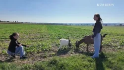 Goat on a leash, stress gone: This hike is different