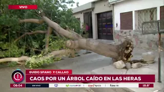 Zonda Wind in Mendoza: Large tree falls, blocking street and knocking out power in Las Heras