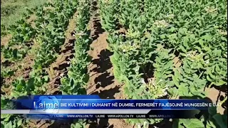 Bie kultivimi i duhanit në Dumre, fermerët fajësojnë mungesën e ujit dhe braktisjen e bujqësisë.